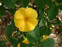 Reinwardtia indica